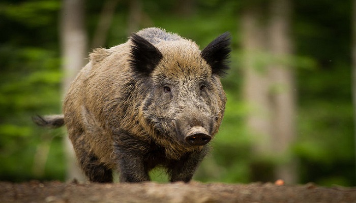 Mơ thấy lợn rừng cần chú ý đến các mối quan hệ xung quanh